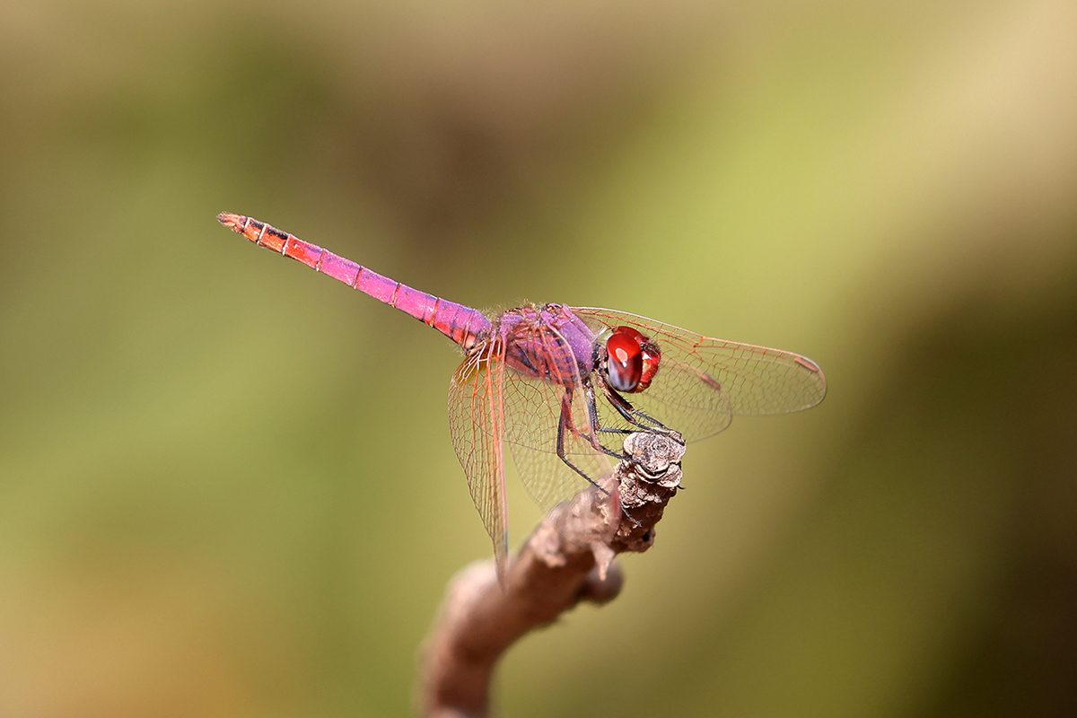 Violet Dropwing